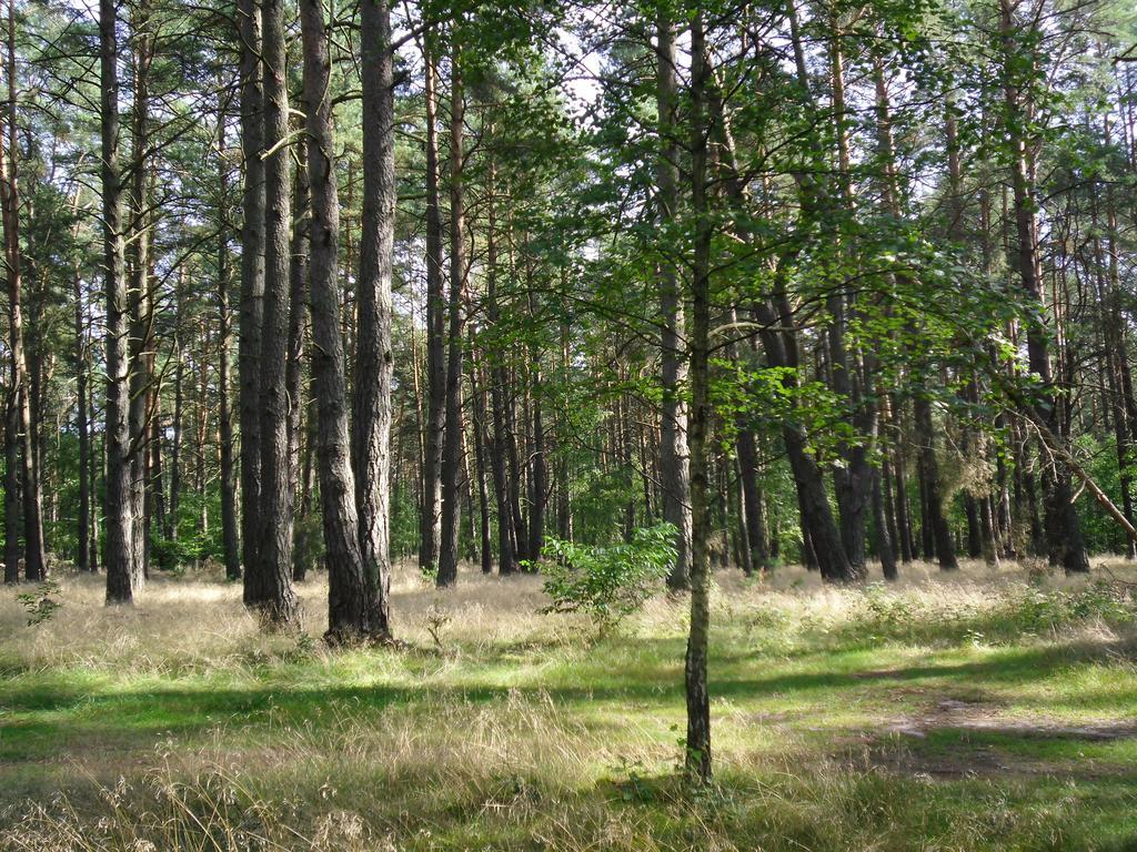 Kastavengrund - Ferienhaeuser Mit Kamin Lychen Exterior foto